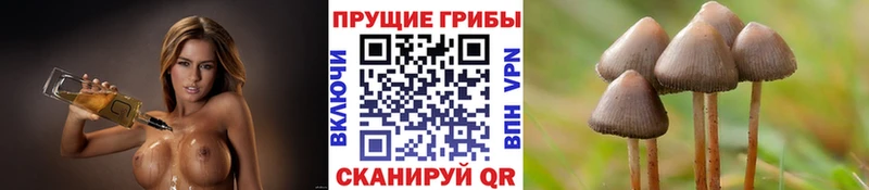 дарк нет состав  Любим  Псилоцибиновые грибы Magic Shrooms 